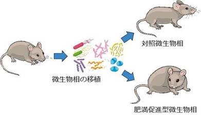 微生物の種類によって異なるマウスの肥満程度