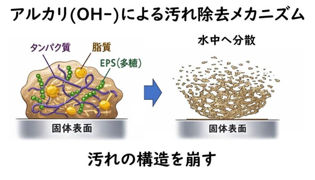 アルカリ(OH⁻)によってタンパク質・脂質・EPSからなる汚れ構造が崩壊し、水中に分散する仕組みを示した図
