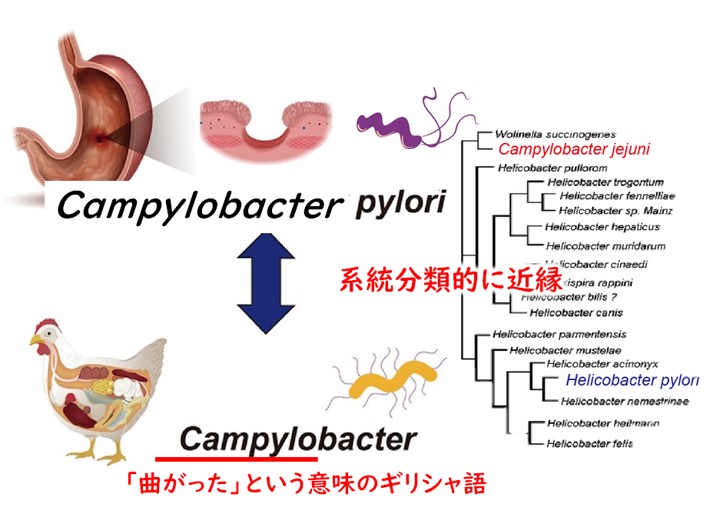 カンピロバクターとピロリ菌の近縁関係