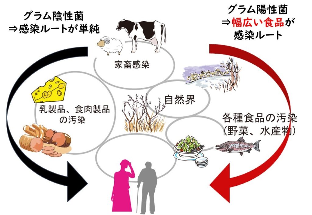 リステリア菌の環境分布