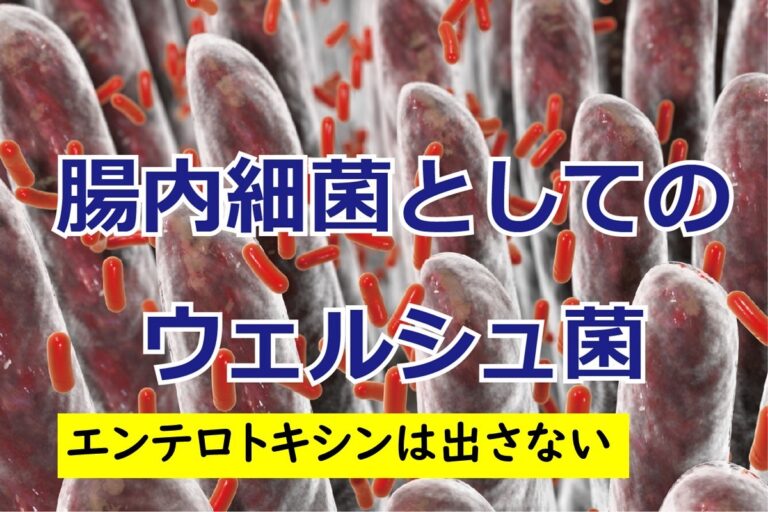 食中毒菌10種類の覚え方 ⑨ウェルシュ菌 | 食品微生物学（検査と制御方法）｜基礎と最新情報を解説｜木村 凡