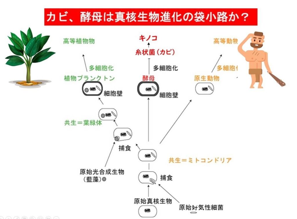 真核生物の進化分岐と細胞壁の有無による植物・動物・真菌の分化を示す図