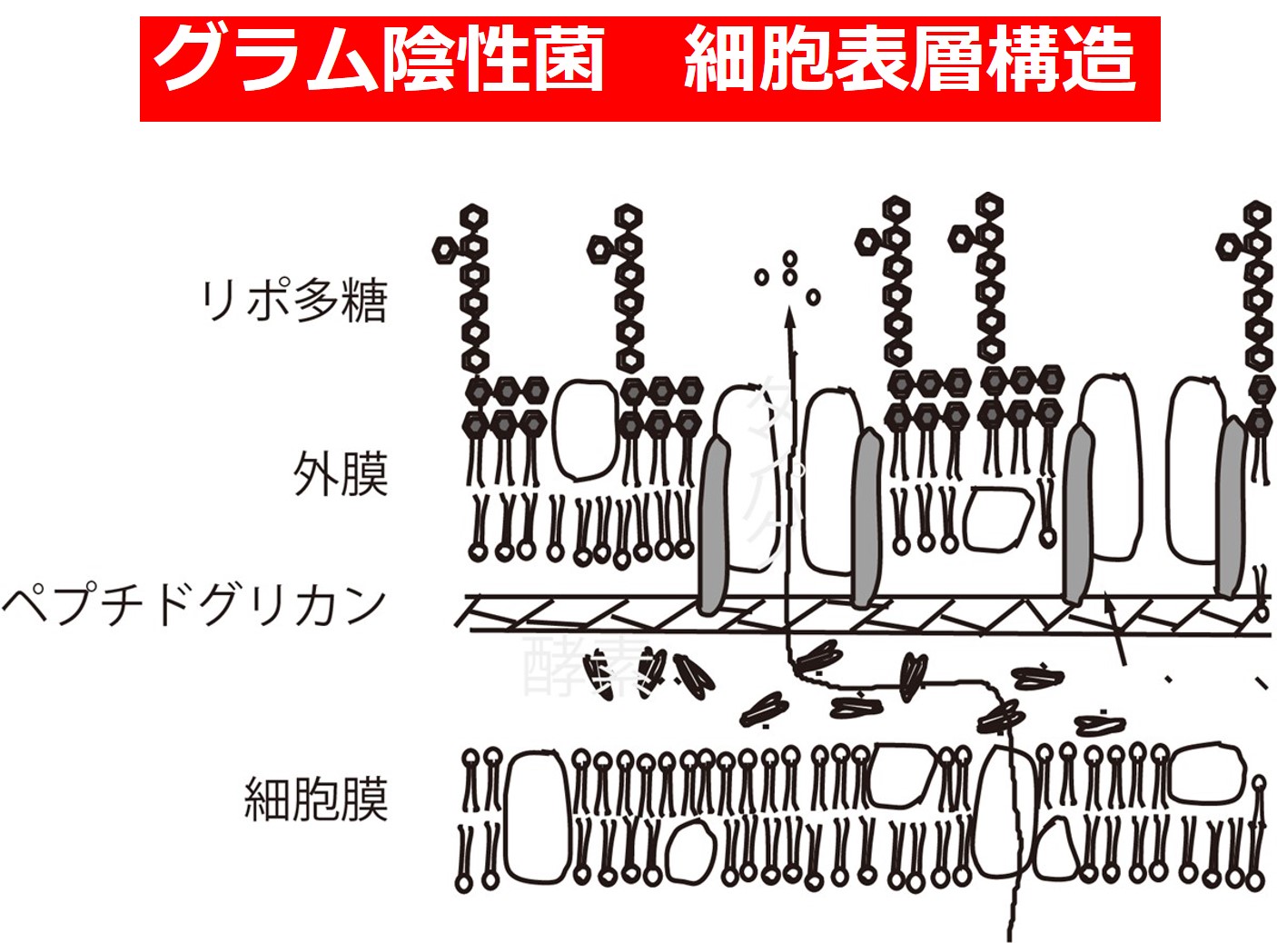 抗生物質耐性の予防と制御