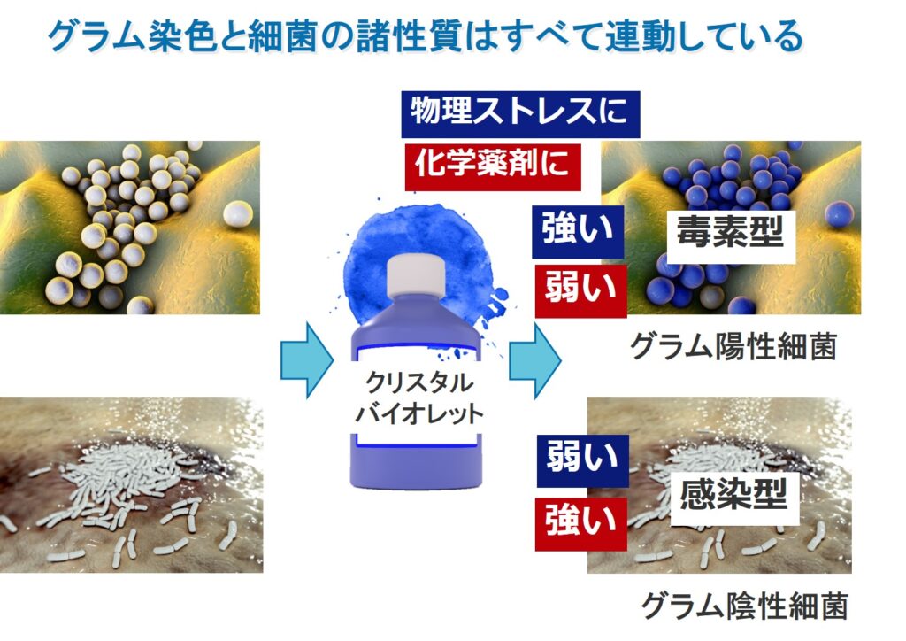 グラム陽性菌の特徴