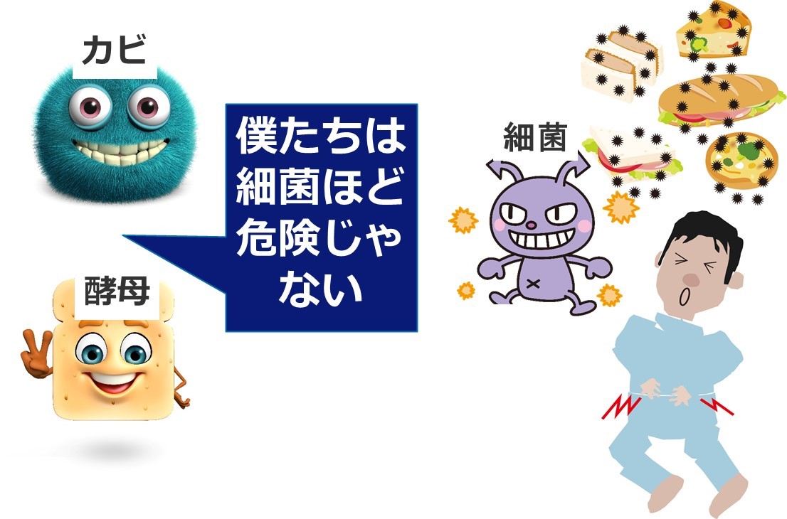 酵母とカビについて | 食品微生物学（検査と制御方法）｜基礎と最新情報を解説｜木村 凡
