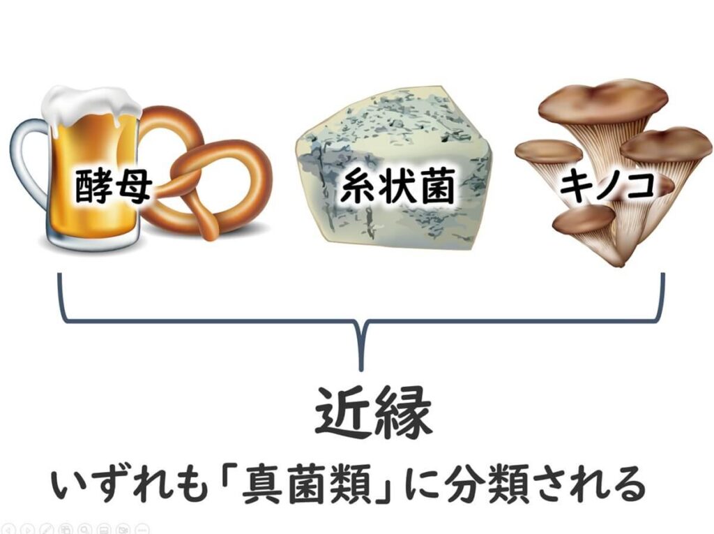 酵母・糸状菌・キノコがいずれも真菌類として近縁であることを示す図