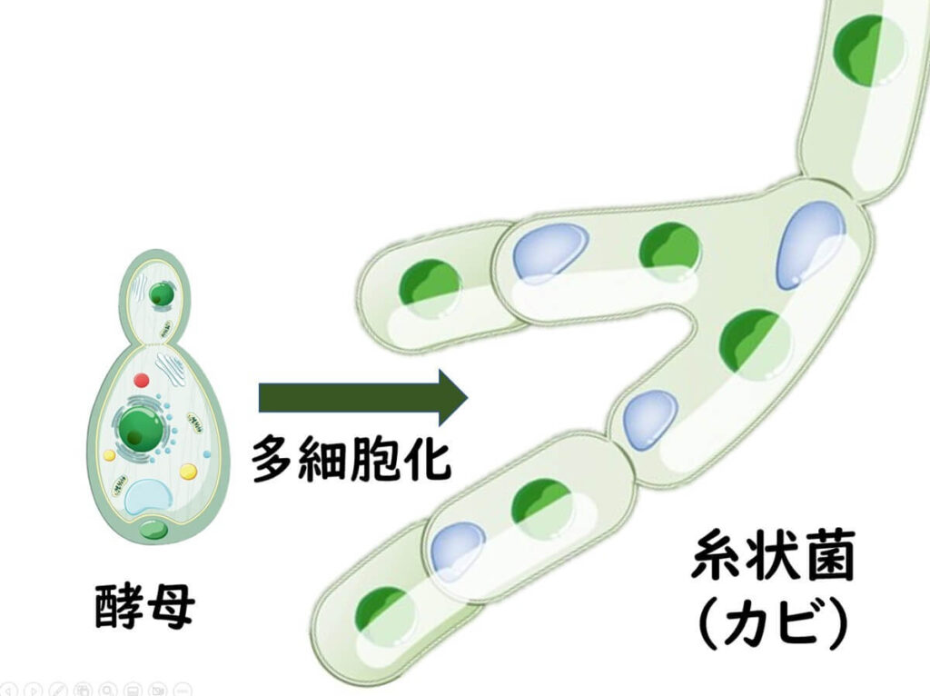 酵母が多細胞化して糸状菌(カビ)へと進化したことを示す図