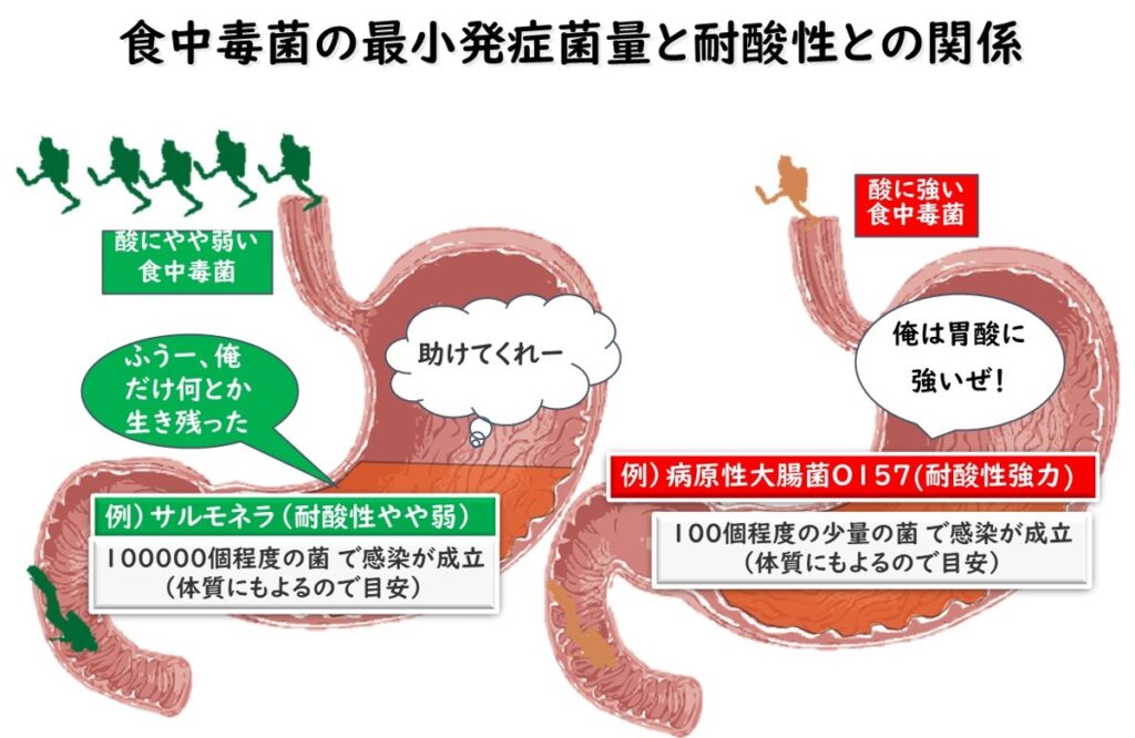 微生物の酸に対する強さの違いと胃酸での生存
