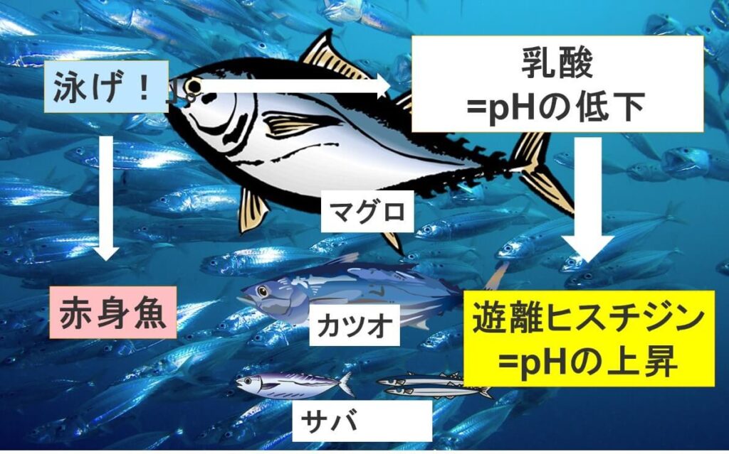 ヒスチジン含量の多い魚は回遊魚