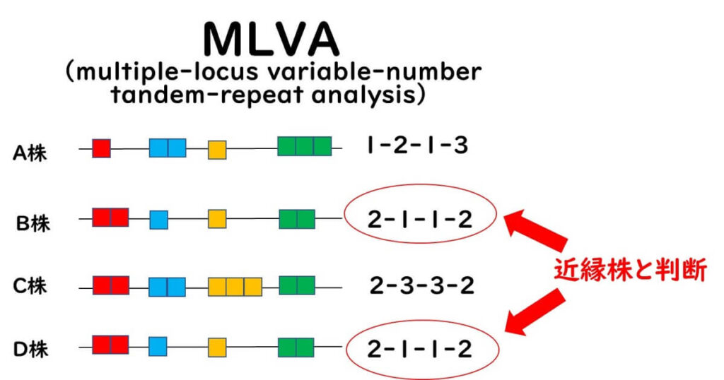 MLVAの原理