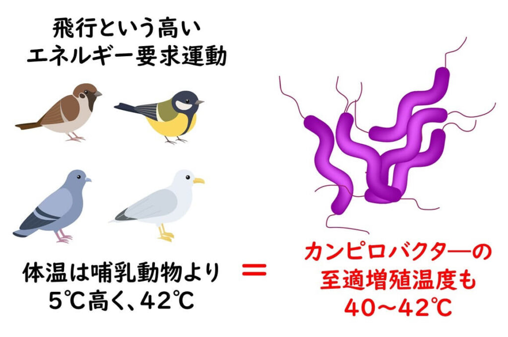 鳥類の体温とカンピロバクターの至適増殖温度は一致している