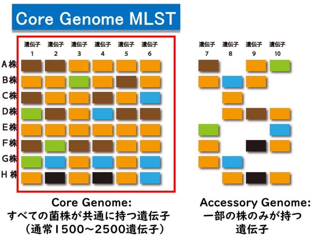 core genome MLST