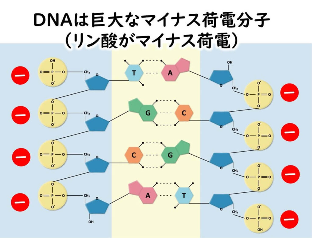 DNAはマイナス荷電分子