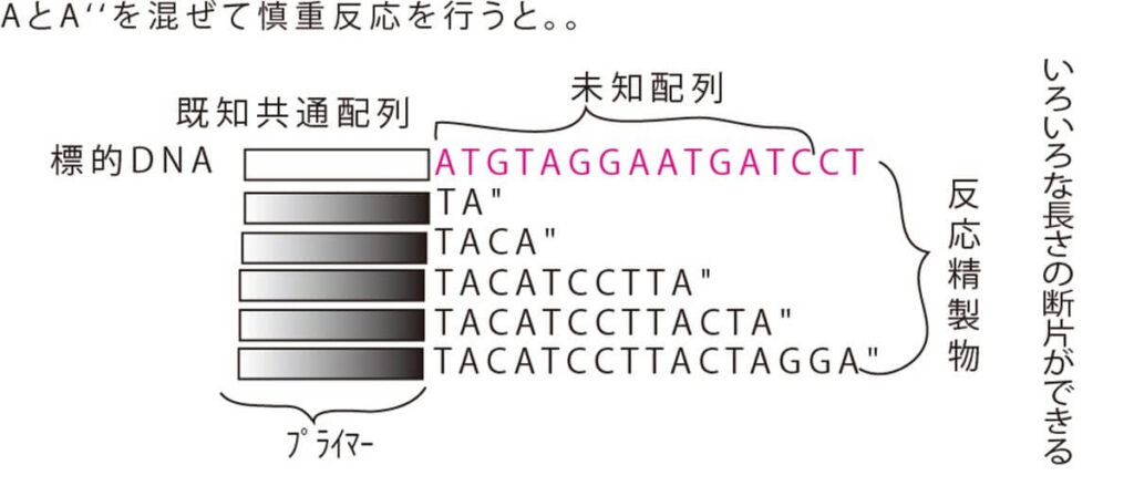 サンガー法の原理（様々なサイズのDNAが伸長される）