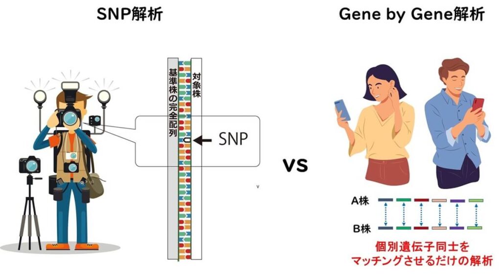 SNP解析とgene by gene解析の特徴比較