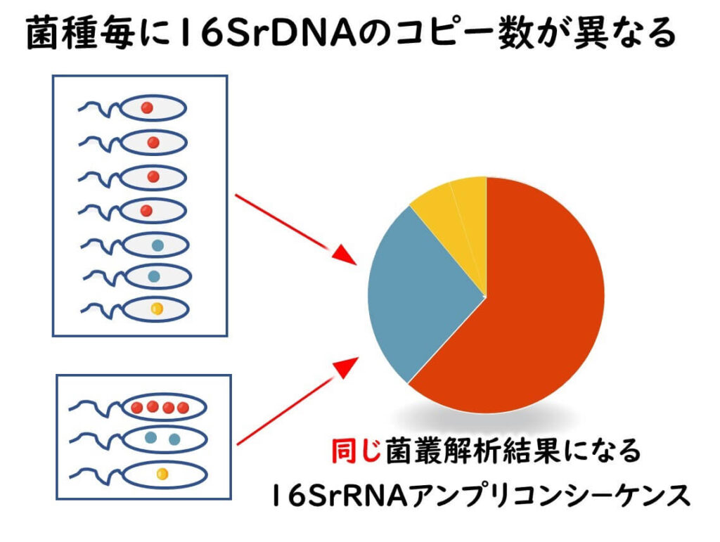16S ribosomal dnaのコピー数の違い