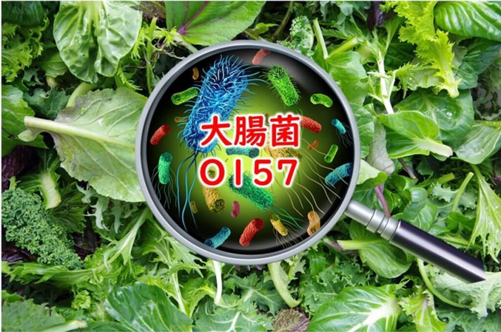ミックス野菜から大腸菌O157