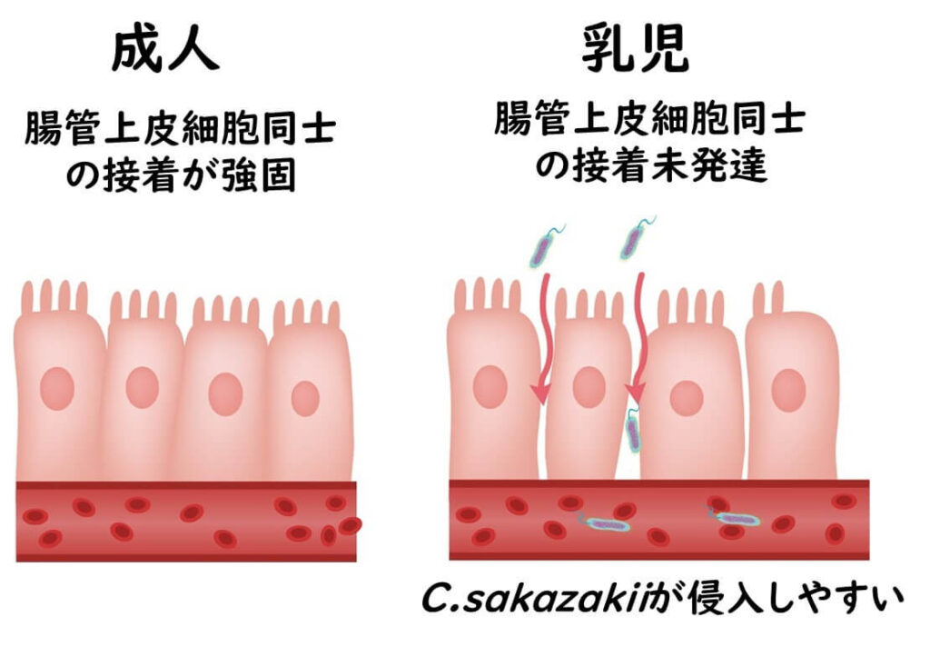 Cronobacter sakazakiiの腸管上皮細胞への侵入