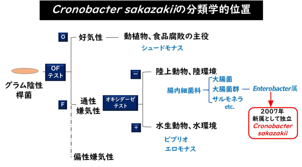 Cronobacter sakazakiiの分類学的な位置づけ。