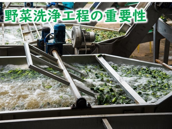 野菜洗浄工程の重要性