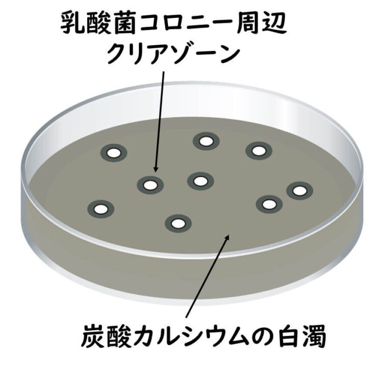 乳酸菌培地の培地成分を読解してみよう | 食品微生物学（検査と制御方法）｜基礎と最新情報を解説｜木村 凡