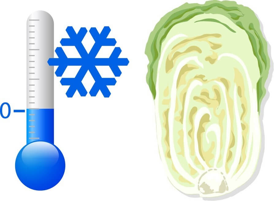 白菜と低温管理