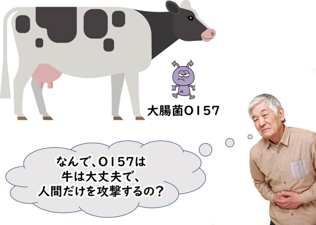 大腸菌O1157はなぜ牛には感染しないの？