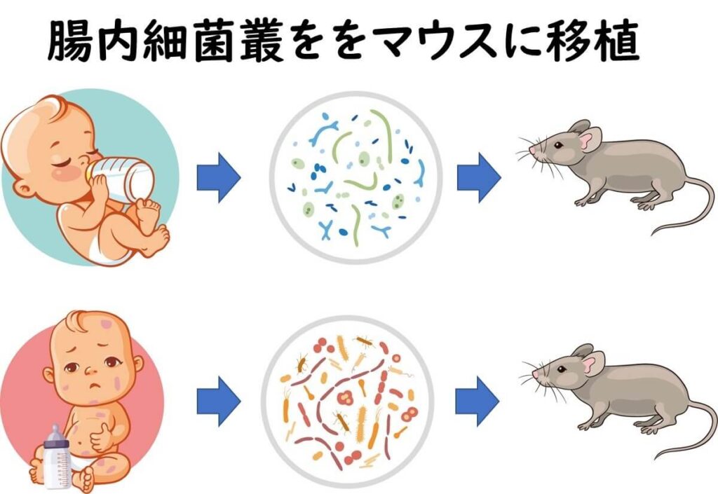 人間の赤ちゃんの腸内細菌をマウスに移植した実験結果