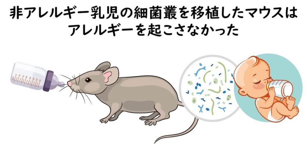 非アレルギー乳児の細菌叢を移植したマウスは、アレルギーを起こさなかった
