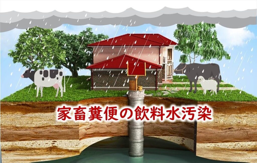 雨水による家畜ふん便の飲料水汚染