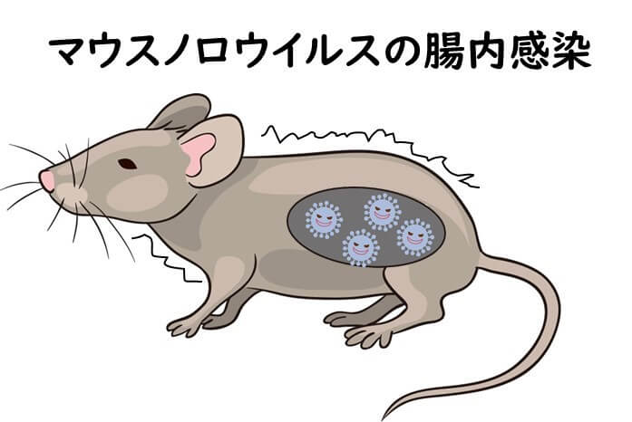 マウスがノロウィルスに感染している