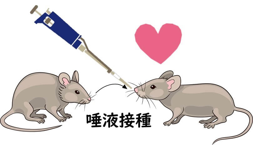 マウスの唾液接種実験