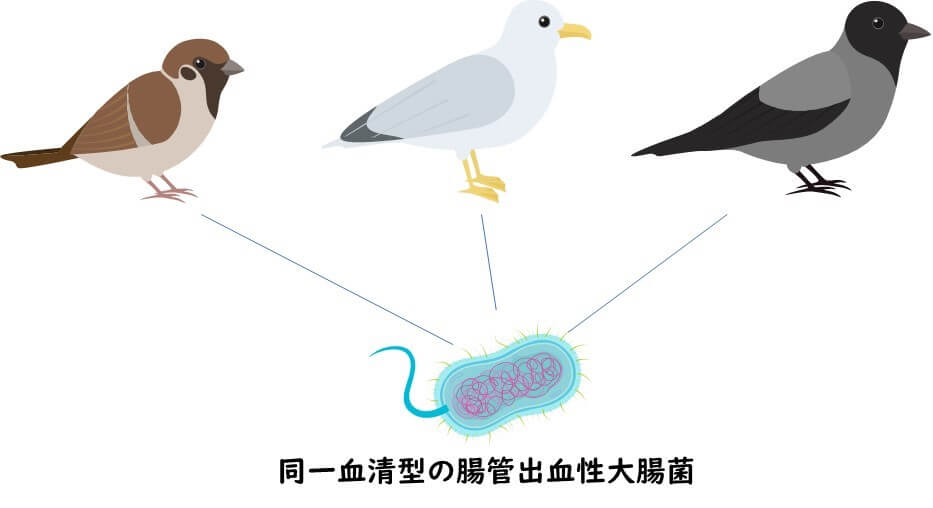 複数の鳥が同一血清型の腸管出血性大腸菌に汚染している