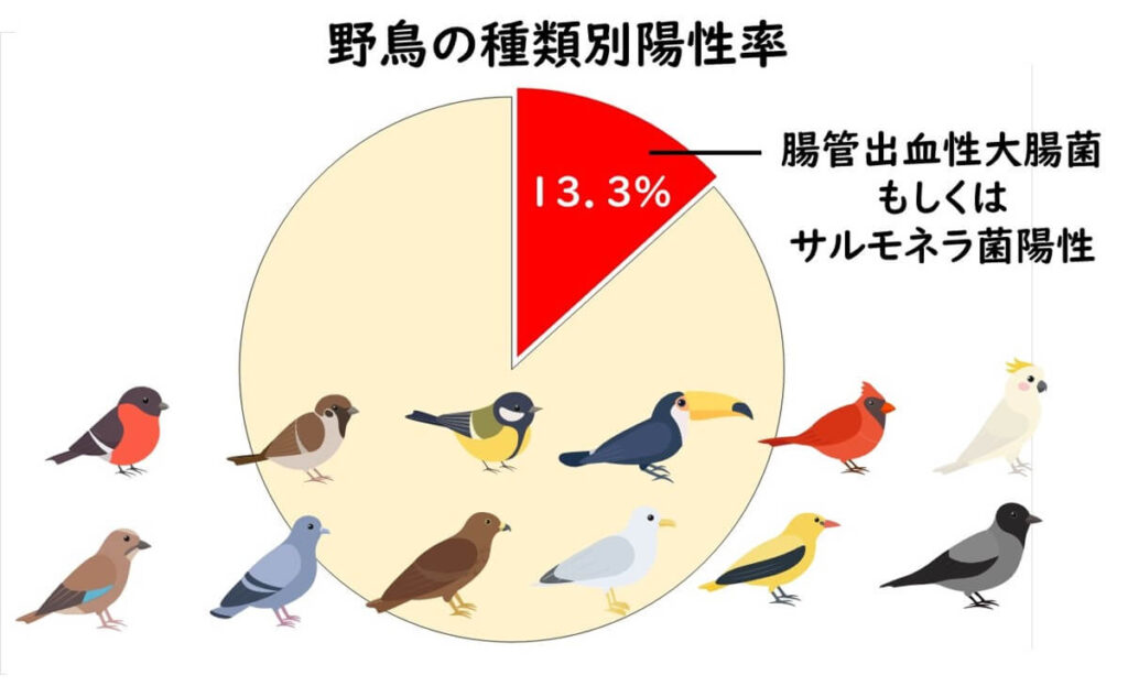 野鳥の種類別でみると13%が腸管出血性大腸菌に汚染している