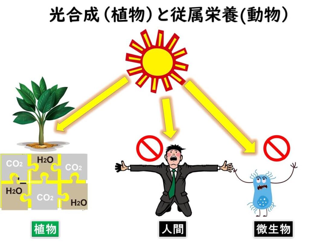 植物だけが太陽エネルギーを固定でき、動物や微生物は固定できないことを示すイラスト。