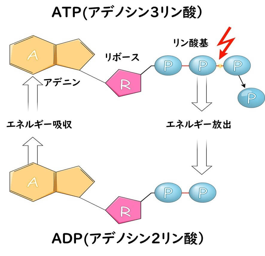 Atpの化学構造。