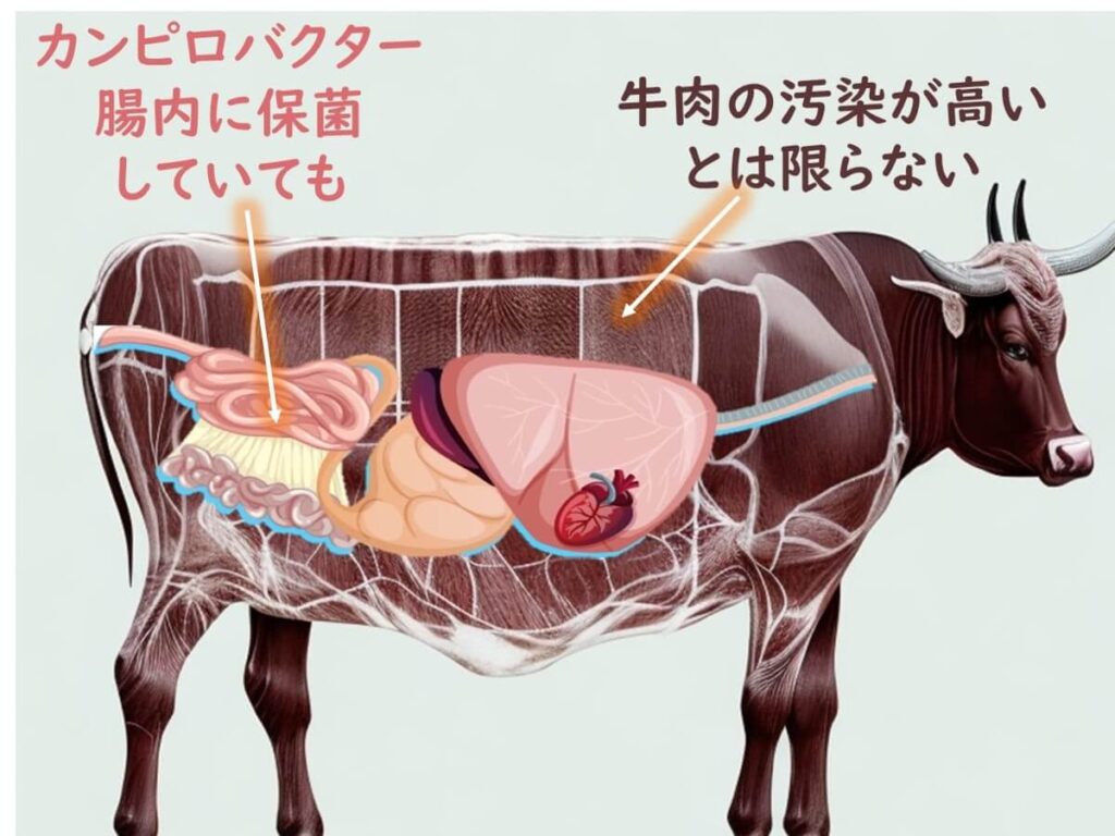 キャンピロバクターが肉用牛の腸内に保菌されていても、牛肉の汚染が高いとは限らないことを示すイラスト。