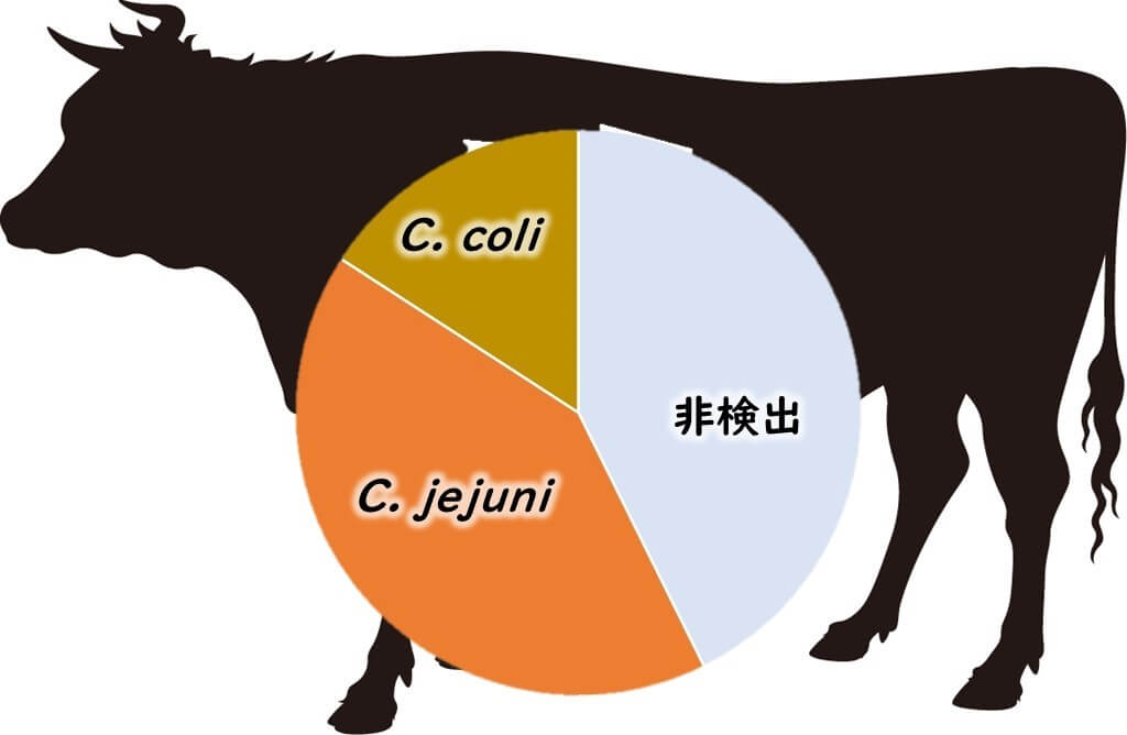 日本の肉牛におけるカンピロバクターの検出割合を示す円グラフ。