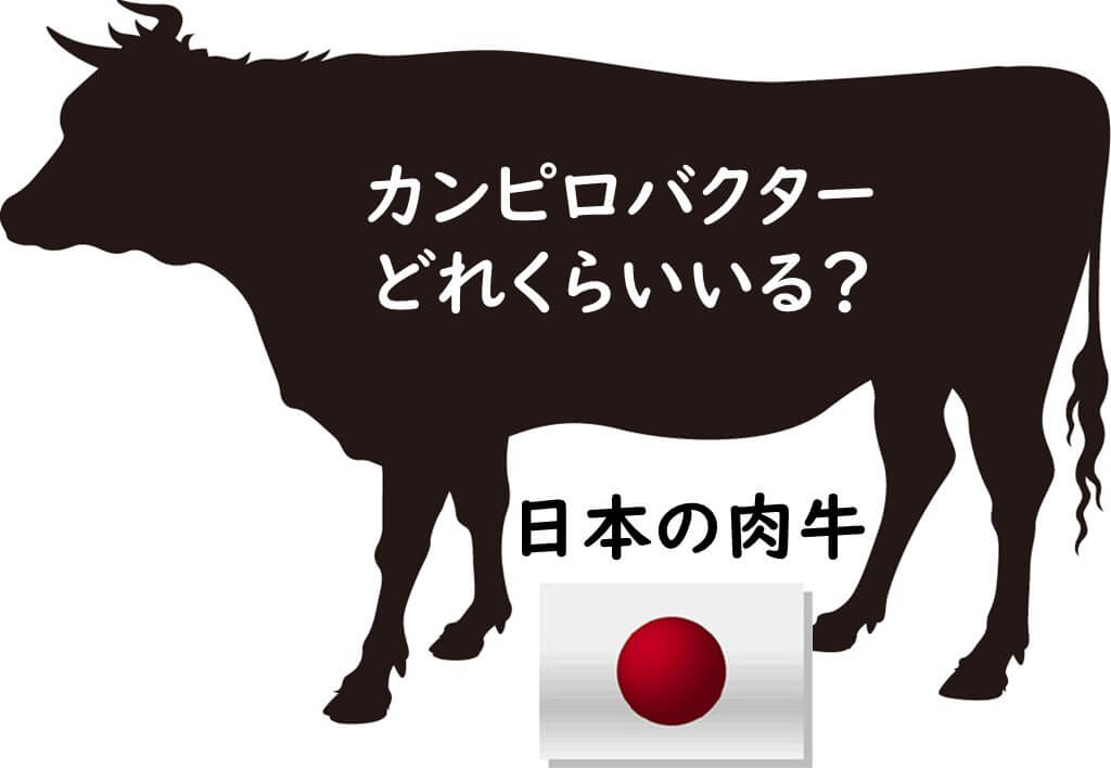 日本の肉牛にキャンピロバクターどれくらいいるかを示すイメージ図。