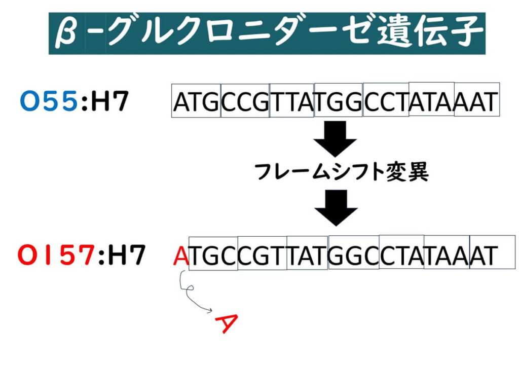 ベーターグルクロニダーゼ遺伝子のフレームシフト変異。