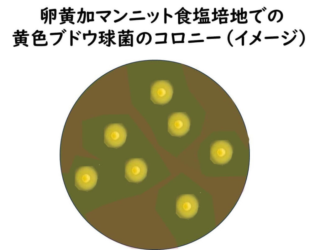 マンニット食塩培地での典型コロニー