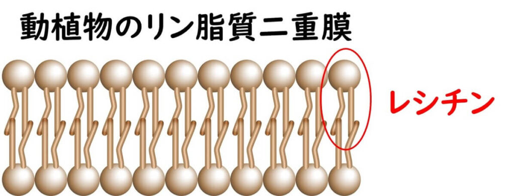 動植物の隣室二重膜とレシチン