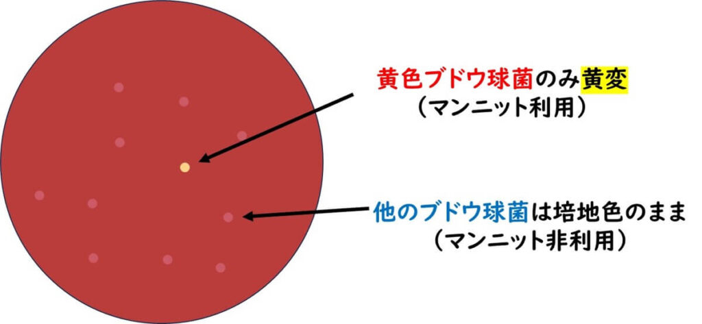 マニトウの分解を示す黄色の頃に