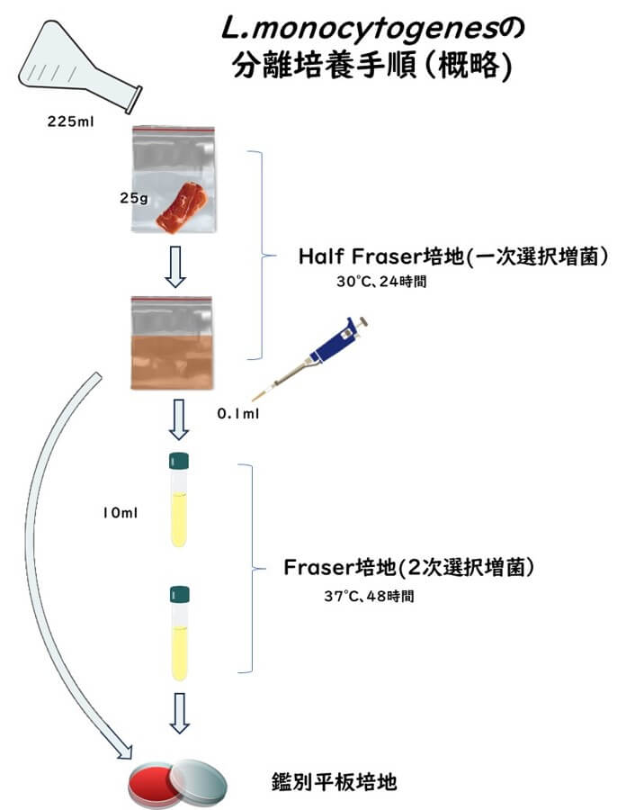 リステリア属菌のFraser培地での分離手順