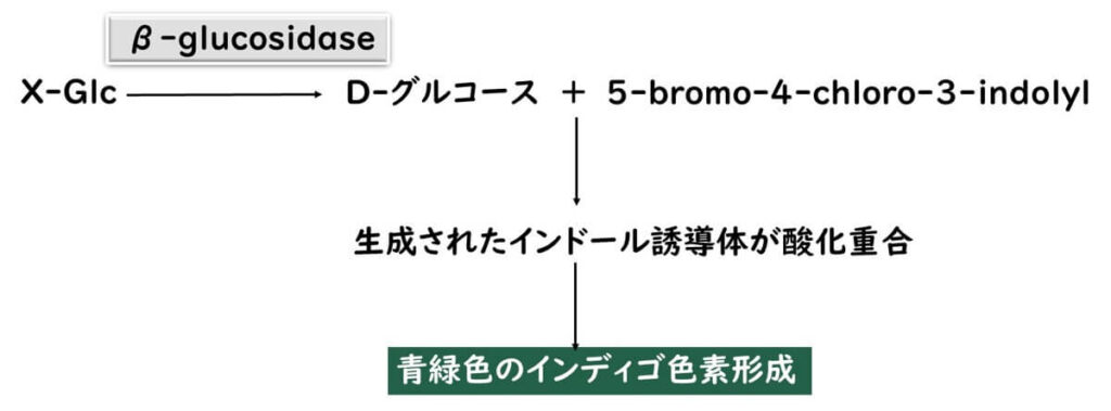 酵素発色基質のメカニズム