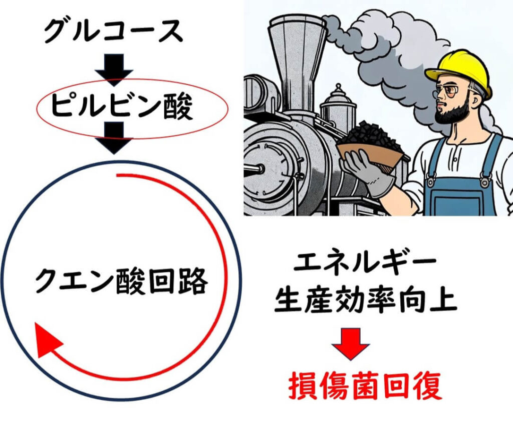 ピルビン酸の効果