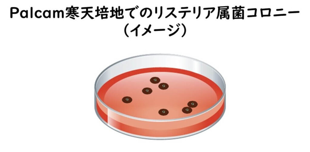 パルカム培地の典型コロニー