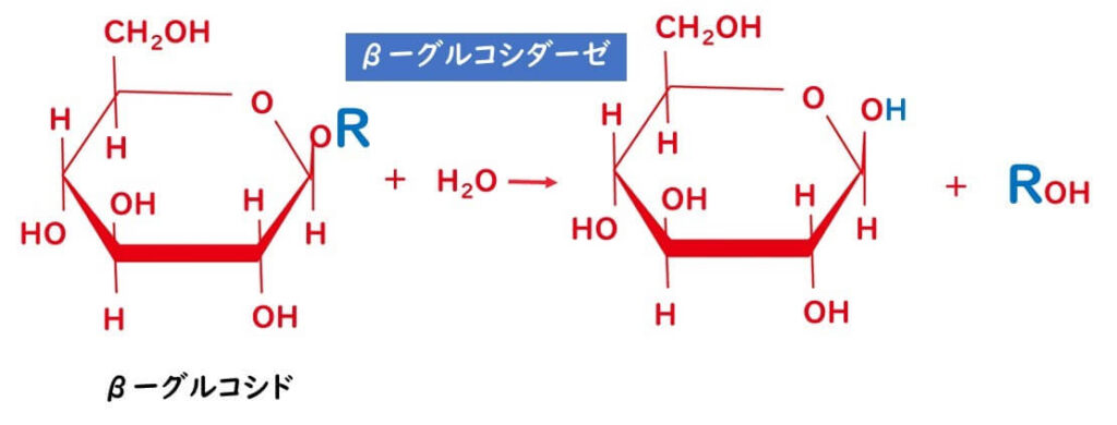 βグルコシダーゼとは