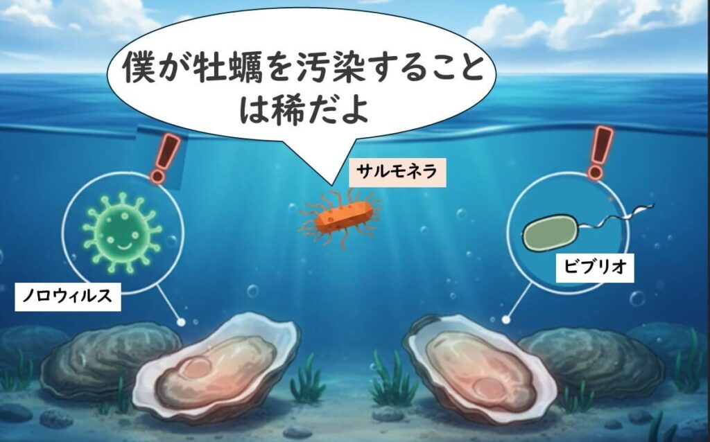 生牡蠣の微生物リスクではノロウイルスや腸炎ビブリオが中心で、サルモネラはまれであることを示したイメージ図
