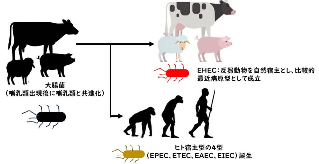 EHECが反芻動物を自然宿主として比較的最近に病原型として成立し、一方でヒト宿主型4型の大腸菌（EPEC、ETEC、EAEC、EIEC）がヒトに適応して進化した経路を示す進化概念図。